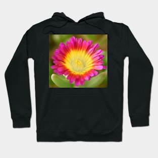 Delosperma cooperi  Hot Pink Wonder  &#39;Wowdry1&#39;  Wheels of Wonder Series Hoodie